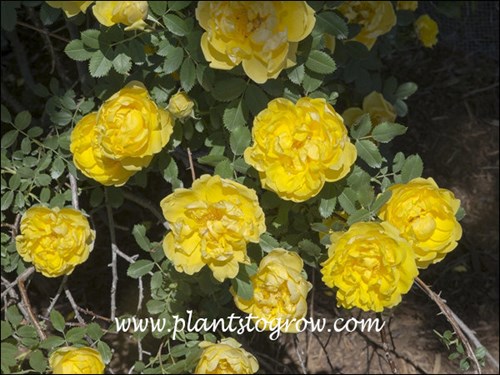 This is a double form of the more common single Persian Rose.